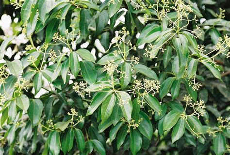 Cinnamomum verum (cinnamon) | CABI Compendium - raincitystudios.com