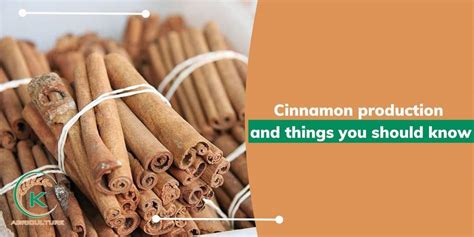 Cinnamon Production And Things You Should Know - raincitystudios.com