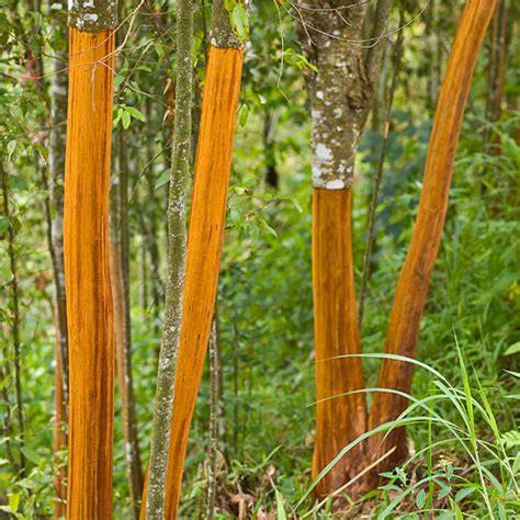 Cinnamon Trees for Sale - Buying & Growing Guide - raincitystudios.com