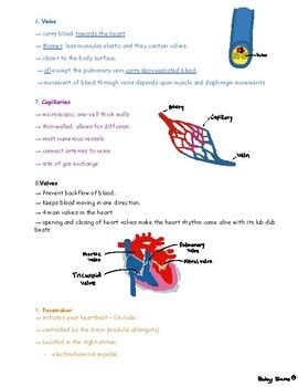 Circulatory system Study Guide - RemNote - muktibox.com