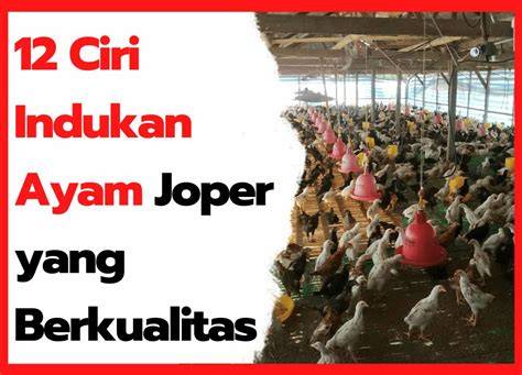 Ciri Ayam Joper Unggul dan Berkualitas - Ilmu Peternakan - raincitystudios.com