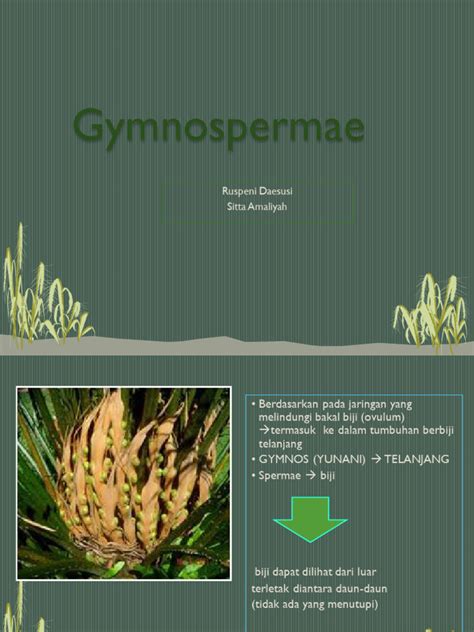 Ciri dan Klasifikasi Gymnospermae | PDF | Sains - muktibox.com