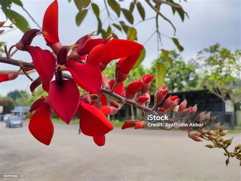 Ciri dan Manfaat Pohon Dadap Merah | PDF - Scribd - raincitystudios.com