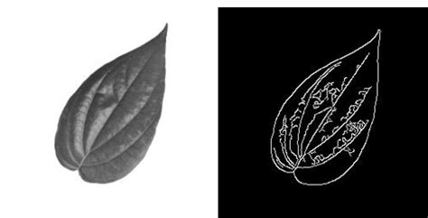 citra grayscale - elchoricharrua.com