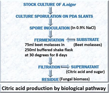 Citric Acid Production- Microbes, Methods, Steps, Factors - wintechmobiles.com