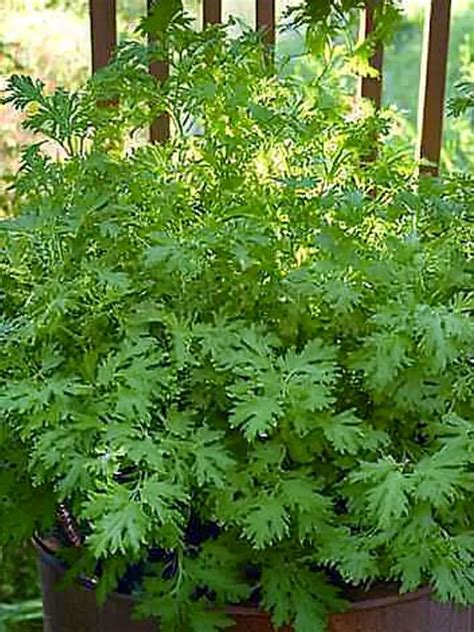 Citronella Companion Plants For A Pest-Free Yard And … - raincitystudios.com