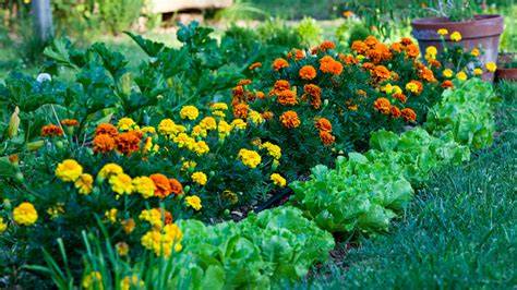 Citronella Companion Plants For A Pest-Free Yard And Garden - raincitystudios.com