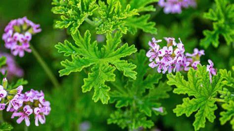 Citronella Grass Flower - raincitystudios.com
