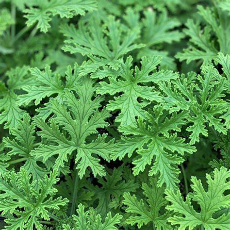Citronella Mosquito Plant - Bonnie Plants - raincitystudios.com