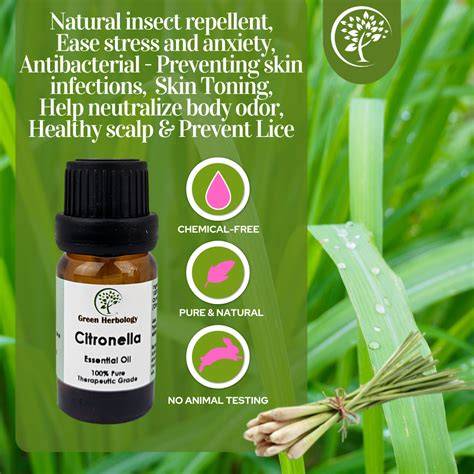 Citronella Oil - Uses & Benefits Of An Incredibly Versatile Oil - raincitystudios.com