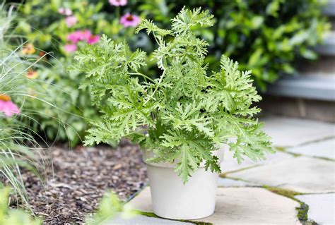 Citronella Plant Guide: How to Grow & Care for ... - GardenBeast - raincitystudios.com