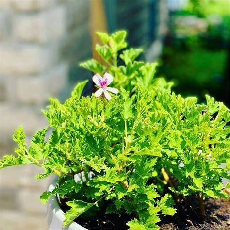 Citronella Plant - A Mosquito-Repelling Evergreen … - raincitystudios.com