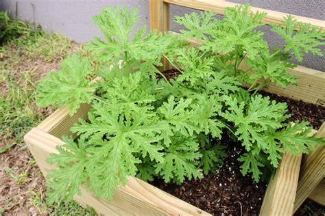 Citronella Plants: Growing and Caring for Citronella - raincitystudios.com