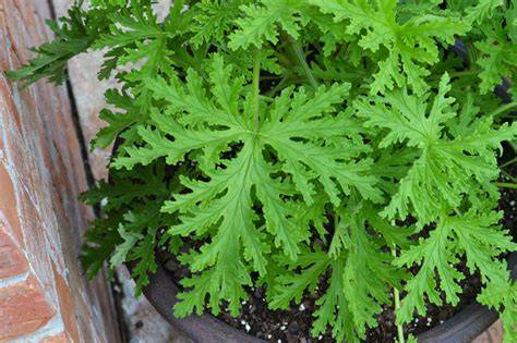 Citronella Plants - Garden Guides - raincitystudios.com