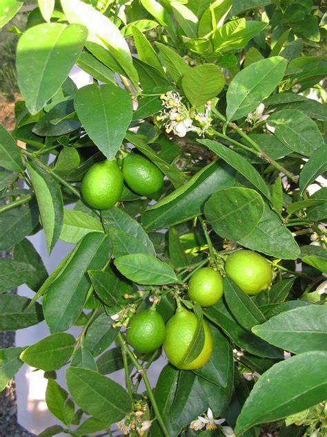 Citrus aurantifolia Rutaceae - Center for International Forestry Research - raincitystudios.com