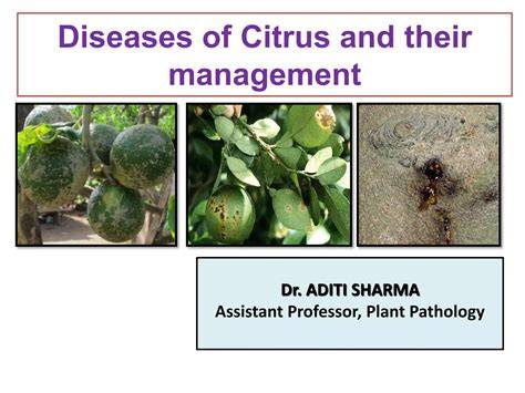 Citrus Diseases and Management | Springer Nature Link - raincitystudios.com