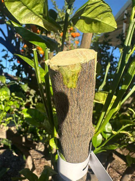 Citrus Fruit Grafting, Instructions And Practical Advice - raincitystudios.com
