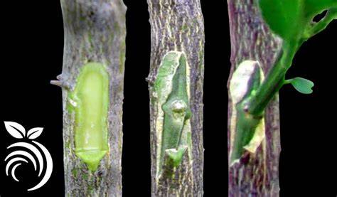 Citrus grafting # How to graft citrus tree by using Bark graft method ... - raincitystudios.com