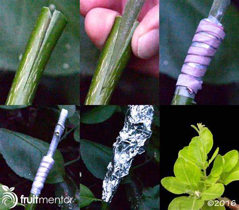 Citrus Grafting 101: Learn How to Graft Citrus Trees with ... - raincitystudios.com