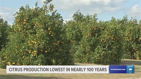 Citrus Production - an overview | ScienceDirect Topics - raincitystudios.com
