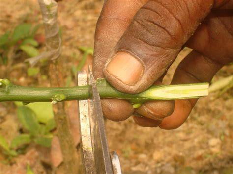 Citrus Propagation - LSU AgCenter - raincitystudios.com