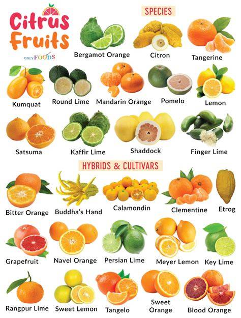 Citrus - an overview | ScienceDirect Topics - raincitystudios.com