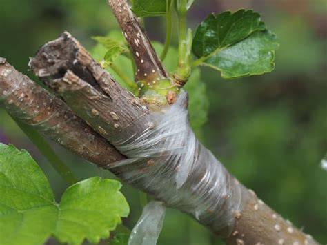 Citrus Tree Propagation Guide | PDF | Grafting | Citrus - raincitystudios.com