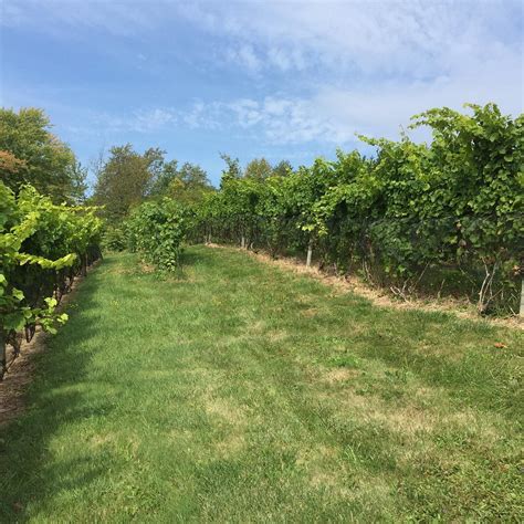 CJS Vineyards (Auburn) - All You Need to Know …