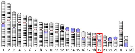 CKM (gene) - Wikipedia