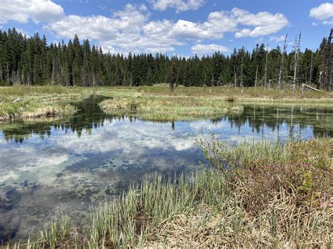 Clackamas Wetland and Beaver Habitat Restoration Project - wintechmobiles.com