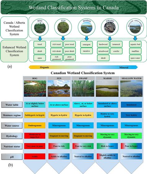 Classification and Types of Wetlands - US EPA - muktibox.com