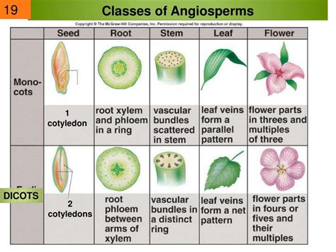 Classification of Angiosperms (Explained With Diagram) - muktibox.com