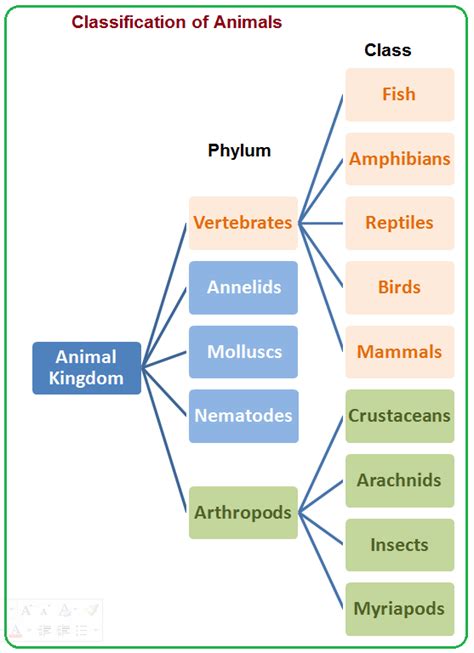 Classification of Kingdom Animalia | Animal Media - muktibox.com