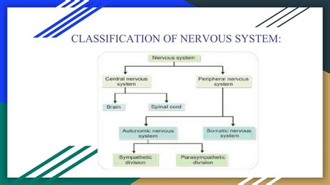 Classification of Nervous System - BYJU'S - muktibox.com