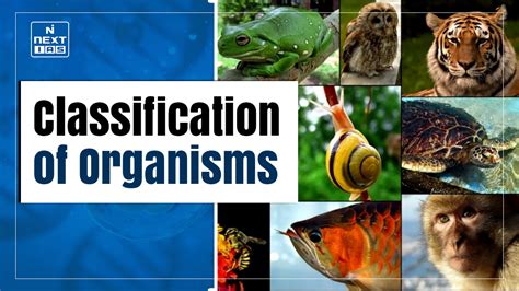 Classification of Organisms/Kingdom: A Complete Guide - muktibox.com