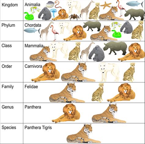 Classification System Science Lesson: Learning … - muktibox.com