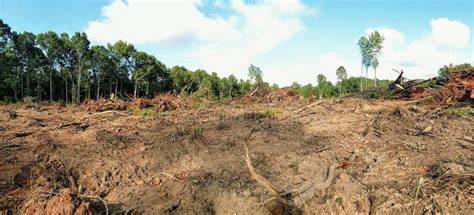 Clearing and Preparing land (Cutover) for Planting Pines - raincitystudios.com