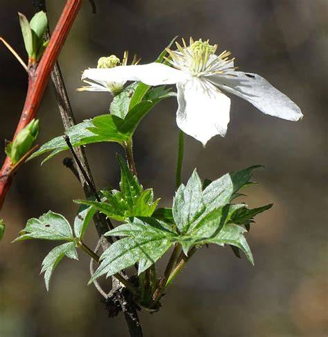 Clematis montana in Flora of China @ efloras.org - raincitystudios.com