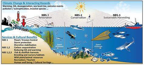 Climate, Oxygen, and the Future of Marine Biodiversity - raincitystudios.com