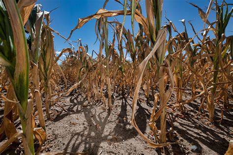 Climate: Extreme global climate outcomes possible under moderate ... - raincitystudios.com