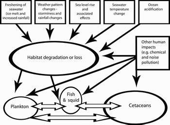 Climate change and cetaceans: concerns and recent developments - raincitystudios.com