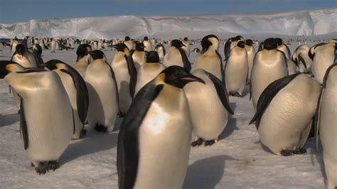Climate Change and Penguins | Penguin Science - muktibox.com