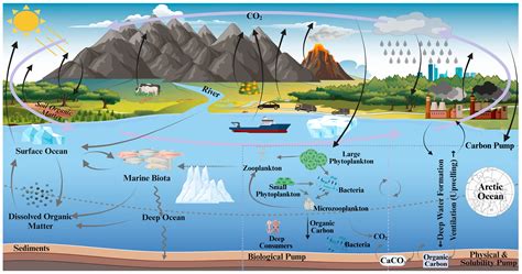 Climate Change and the Oceanic Carbon Cycle - genialokal.de - raincitystudios.com