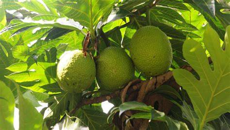Climate-resilient breadfruit could boost food security - raincitystudios.com