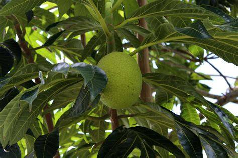 Climate-Resilient Breadfruit Might Be the Food of the Future - raincitystudios.com