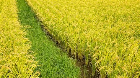 Climate-smart agriculture: the promise of system of rice ... - wintechmobiles.com