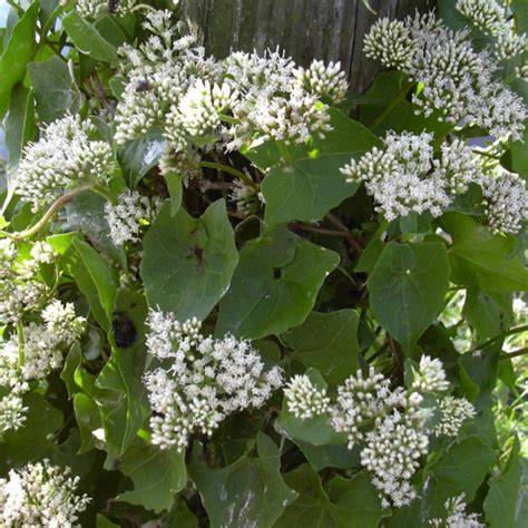 Climbing hempvine - Florida Wildflower … - raincitystudios.com