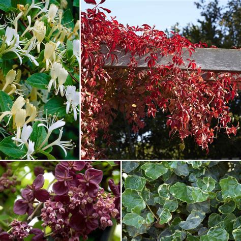 Climbing Plants for Shade: Brighter Fences Made Easy - raincitystudios.com