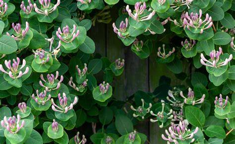 Climbing Plants That Thrive in Shade: - Live to Plant - raincitystudios.com