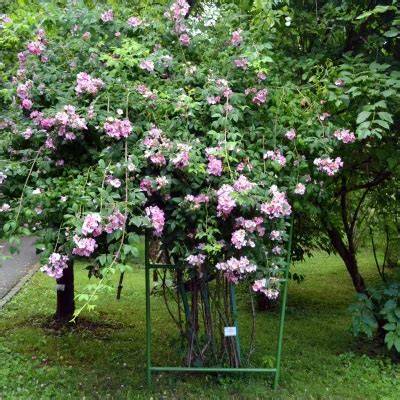 Climbing Prairie Rose - Rosa setigera | Prairie Nursery - raincitystudios.com